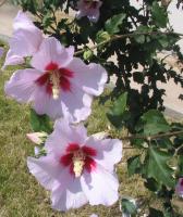 Albums/20060800-China Aug 2006/20060804-Shenyang University/23